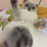 Scottish Fold, Kedi  bulut fotoğrafı