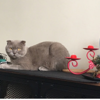 Scottish Fold, Kedi  Lily fotoğrafı