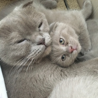 Scottish Fold, Kedi  Lily fotoğrafı