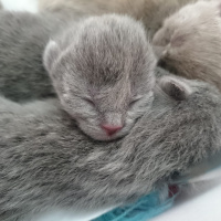 Scottish Fold, Kedi  Lily fotoğrafı