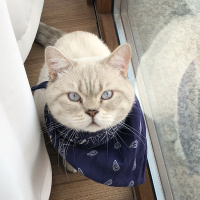 British Shorthair, Kedi  Miskin fotoğrafı
