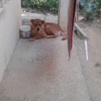 Chow Chow (çin Aslanı), Köpek  kral fotoğrafı