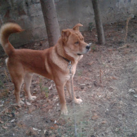 Chow Chow (çin Aslanı), Köpek  kral fotoğrafı