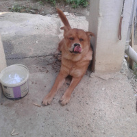 Chow Chow (çin Aslanı), Köpek  kral fotoğrafı