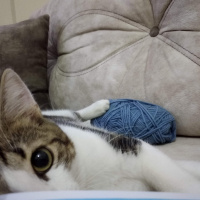 Tekir Kedi, Kedi  Kadife fotoğrafı