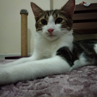 Tekir Kedi, Kedi  Kadife fotoğrafı
