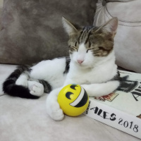 Tekir Kedi, Kedi  Kadife fotoğrafı