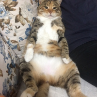 Tekir Kedi, Kedi  Leyla fotoğrafı