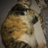 Tekir Kedi, Kedi  Leyla fotoğrafı