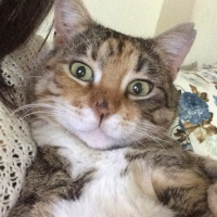 Tekir Kedi, Kedi  Leyla fotoğrafı