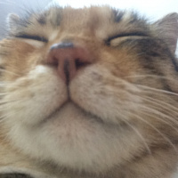 Tekir Kedi, Kedi  Leyla fotoğrafı