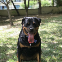 Rottweiler, Köpek  Ice fotoğrafı