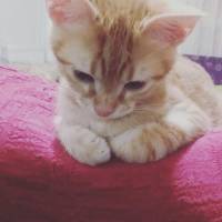 European Shorthair, Kedi  Zeus fotoğrafı