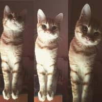European Shorthair, Kedi  Zeus fotoğrafı