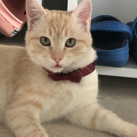 Tekir Kedi, Kedi  ismi yok fotoğrafı