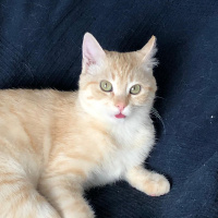 Tekir Kedi, Kedi  ismi yok fotoğrafı
