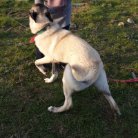Kangal, Köpek  Çınar fotoğrafı