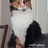Tekir Kedi, Kedi  Cersei fotoğrafı