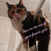 Tekir Kedi, Kedi  Cersei fotoğrafı