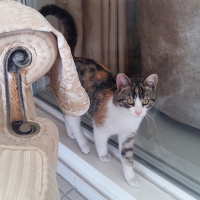 Sarman, Kedi  BALIM fotoğrafı