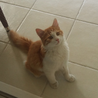 Sarman, Kedi  BALIM fotoğrafı