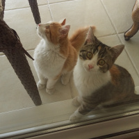 Sarman, Kedi  BALIM fotoğrafı