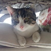 Sarman, Kedi  BALIM fotoğrafı