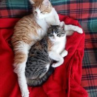 Sarman, Kedi  BALIM fotoğrafı