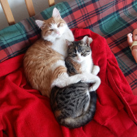 Sarman, Kedi  BALIM fotoğrafı
