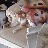 Sarman, Kedi  BALIM fotoğrafı