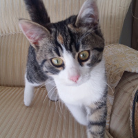 Sarman, Kedi  BALIM fotoğrafı