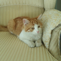 Sarman, Kedi  BALIM fotoğrafı