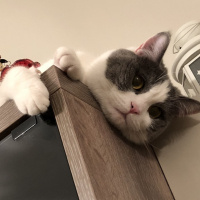British Shorthair, Kedi  Efebey fotoğrafı