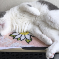 British Shorthair, Kedi  Efebey fotoğrafı