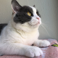 British Shorthair, Kedi  Efebey fotoğrafı