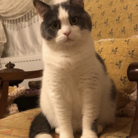 British Shorthair, Kedi  Efebey fotoğrafı