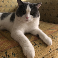 British Shorthair, Kedi  Efebey fotoğrafı