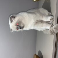 British Shorthair, Kedi  Geji fotoğrafı