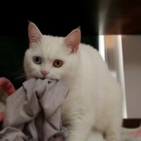 Ankara Kedisi, Kedi  casper fotoğrafı