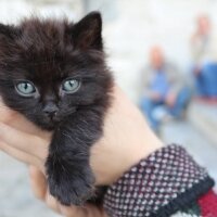 Ankara Kedisi, Kedi  casper fotoğrafı