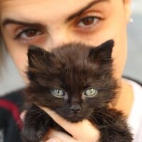 Ankara Kedisi, Kedi  casper fotoğrafı