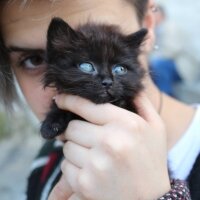 Ankara Kedisi, Kedi  casper fotoğrafı