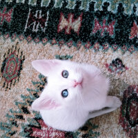 Ankara Kedisi, Kedi  casper fotoğrafı