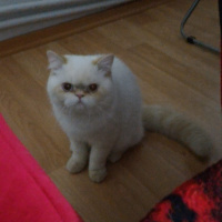 Exotic Shorthair, Kedi  Casper fotoğrafı