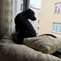 Amerikan Pitbull Terrier, Köpek  Doçka fotoğrafı