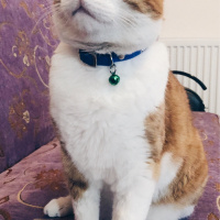 Sarman, Kedi  Murphy fotoğrafı
