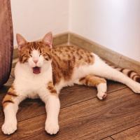 Sarman, Kedi  Murphy fotoğrafı