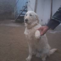 Golden Retriever, Köpek  papi fotoğrafı