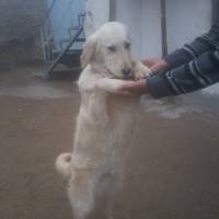 Golden Retriever, Köpek  papi fotoğrafı