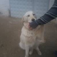 Golden Retriever, Köpek  papi fotoğrafı